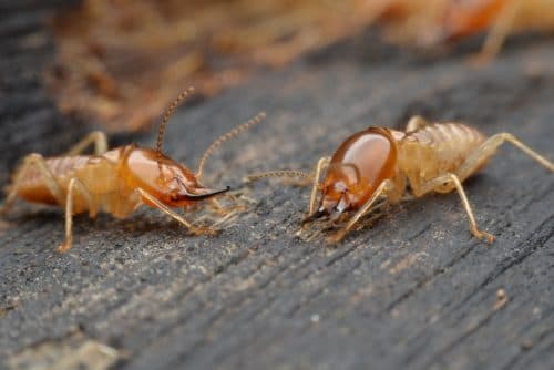 Top Signs Your Gloucester County Home Needs a Pest Control Service
