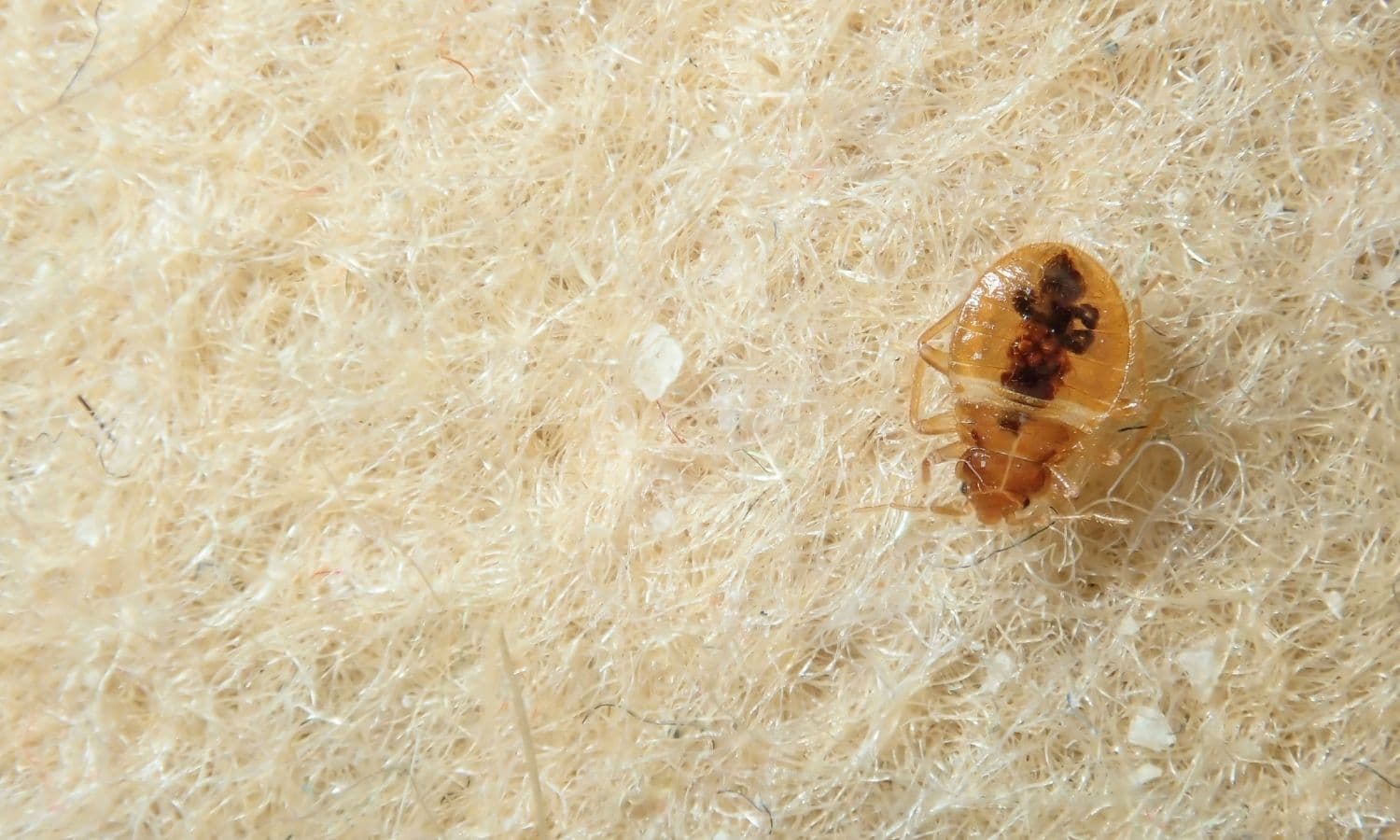 Bed Bug Treatment service in South Jersey