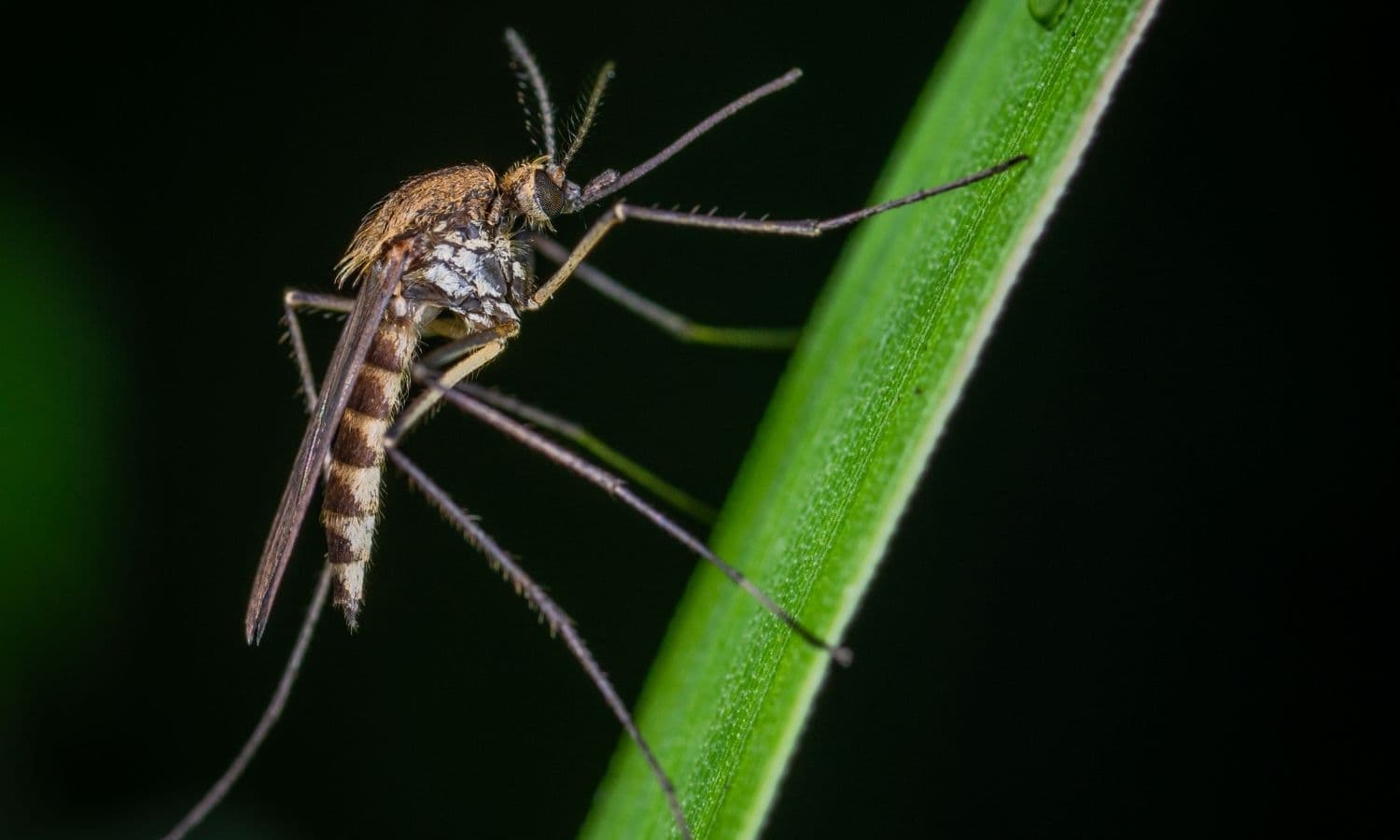 Mosquito & Tick Control service by A-Altair