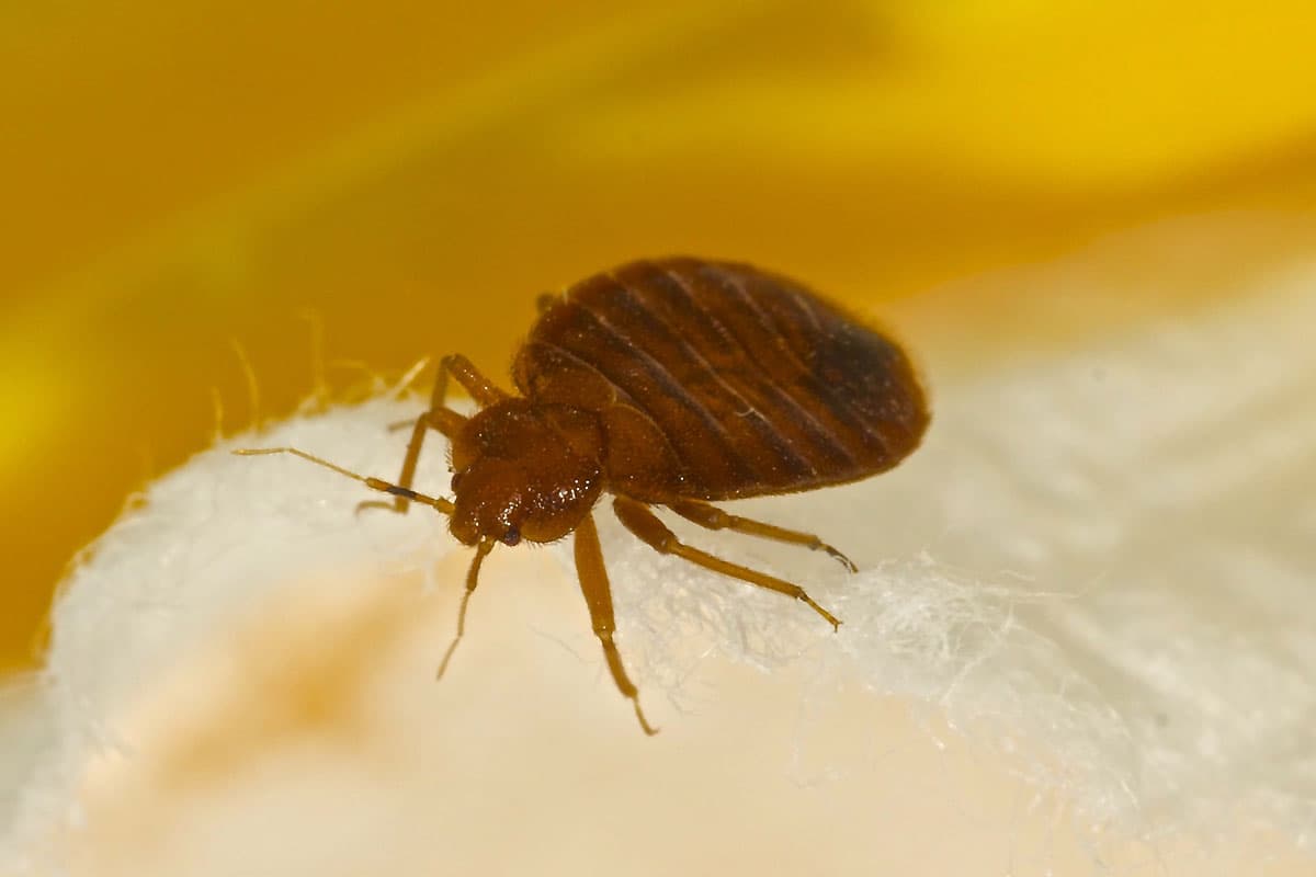 Bed Bug Treatment service by A-Altair