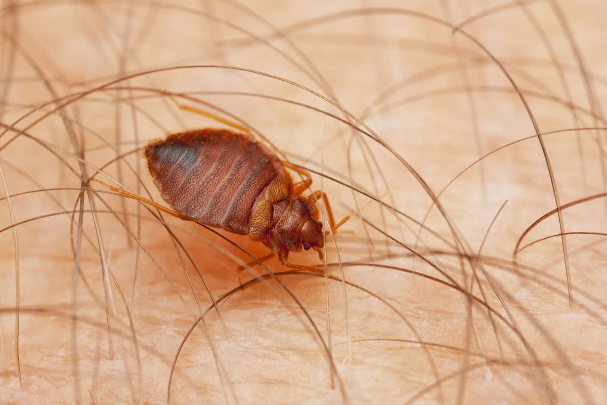 A-Altair technician performing bed bug treatment in South Jersey