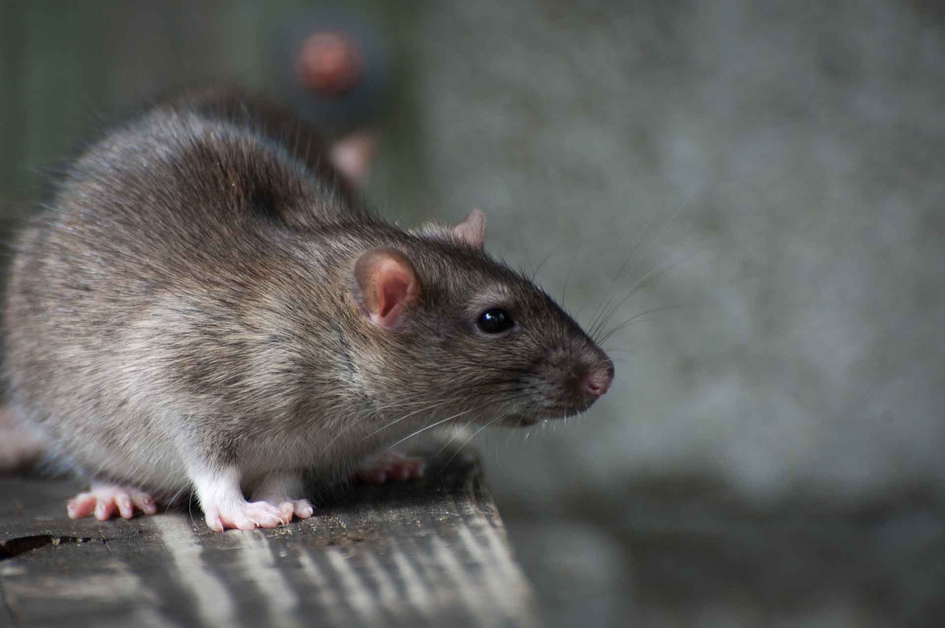 Rodent Control service by A-Altair