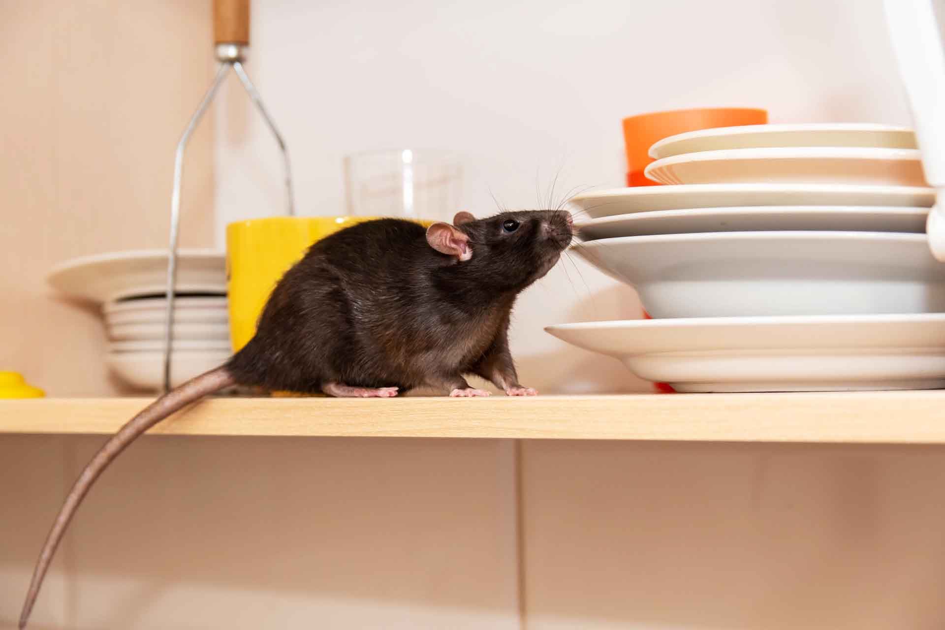 A-Altair technician performing rodent control in South Jersey