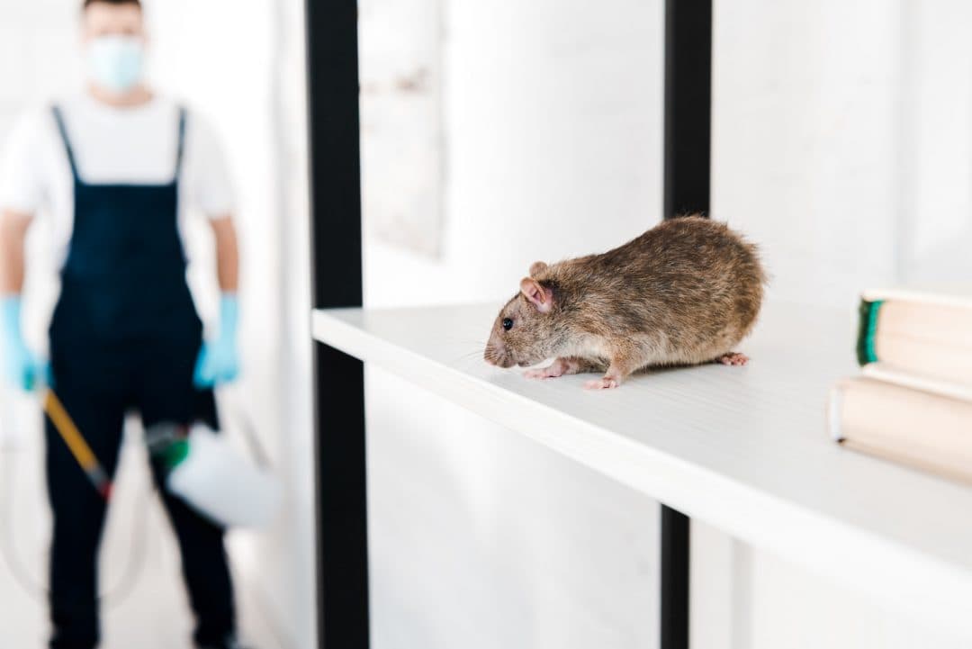 Rodent Control service in South Jersey