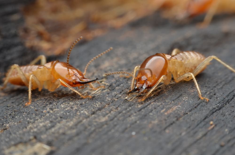 A-Altair technician performing termite control in South Jersey