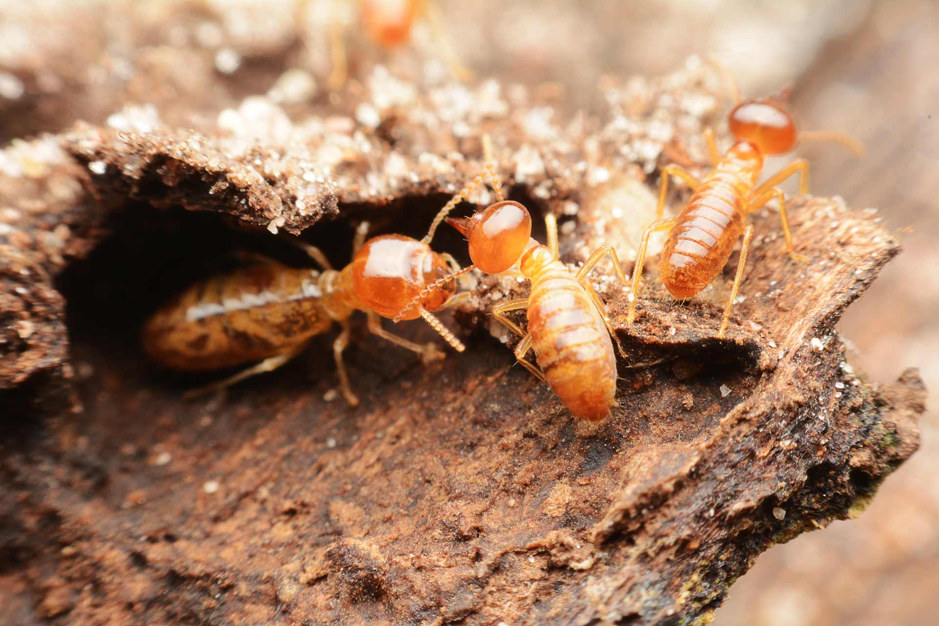 Stop Termites in Their Tracks: Camden County Homeowner's Essential Checklist