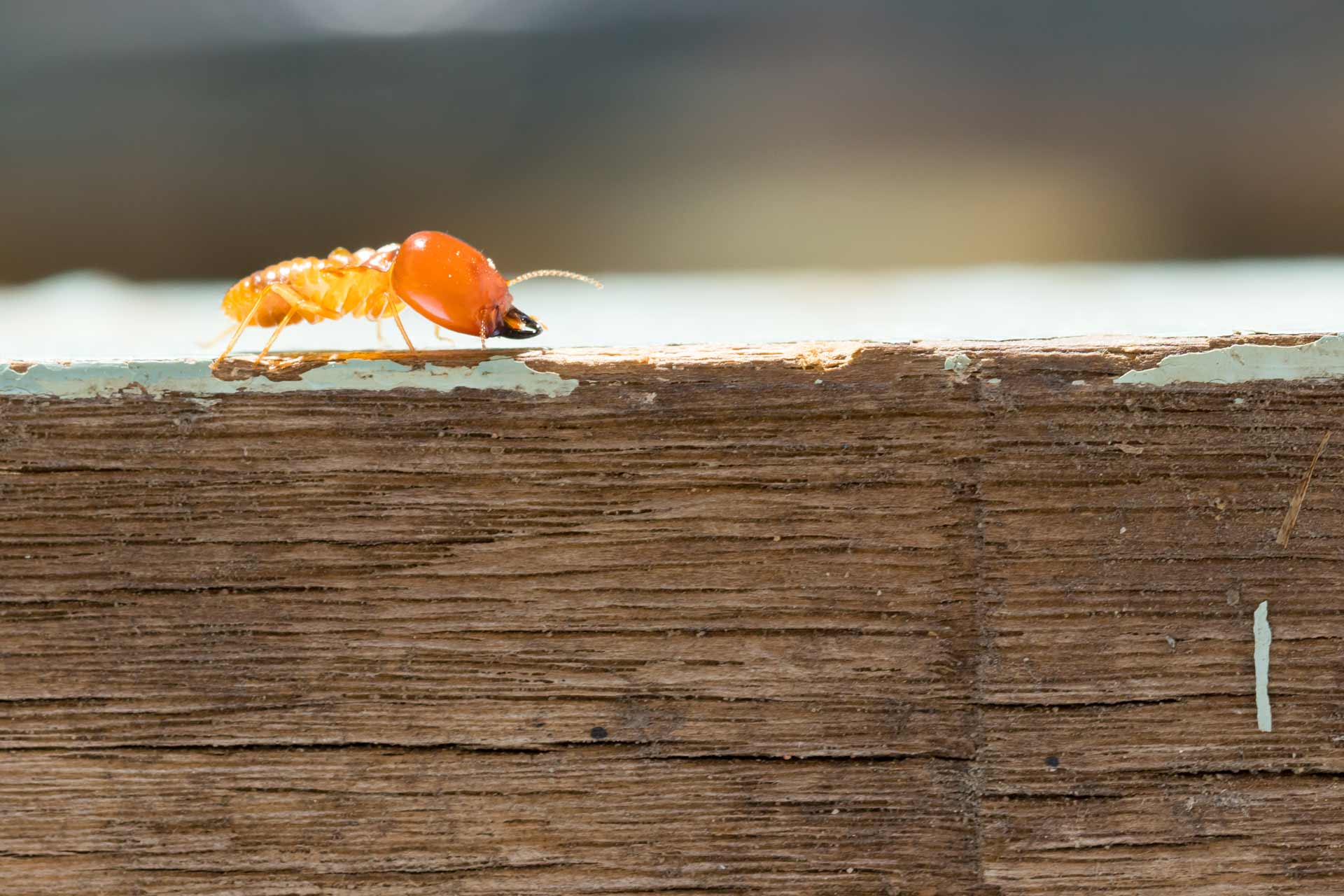 The Ultimate Guide to Termite Control in Camden County: What You Need to Know